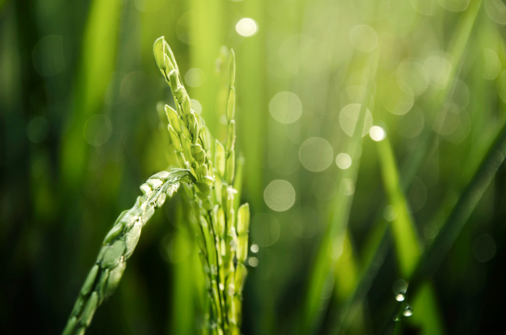 Organic Silicon Agricultural Adjuvants: Boosting Crop Performance Naturally 